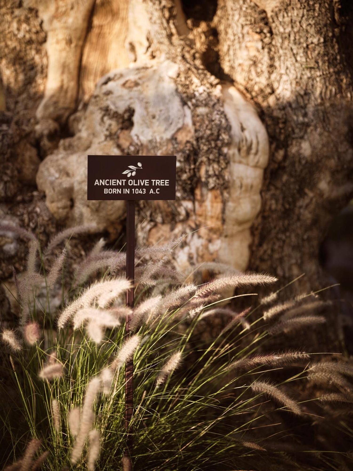 Acro Suites - A Wellbeing Resort (Adults Only) Ajía Pelajía Kültér fotó